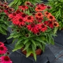 Ežiuolė (Echinacea) 'SunMagic Vintage Ruby'
